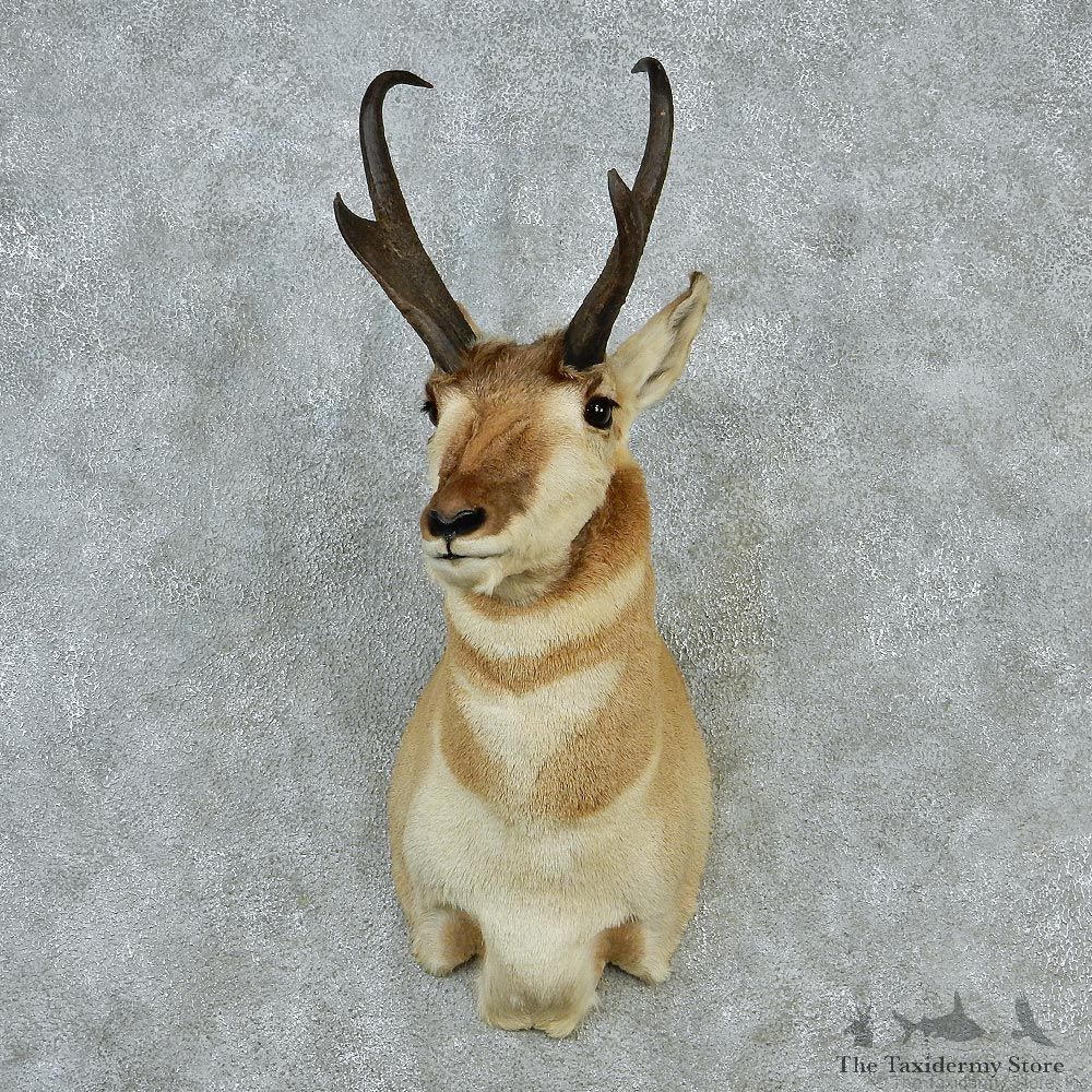 Pronghorn Taxidermy Head Mount #12854 For Sale @ The Taxidermy Store