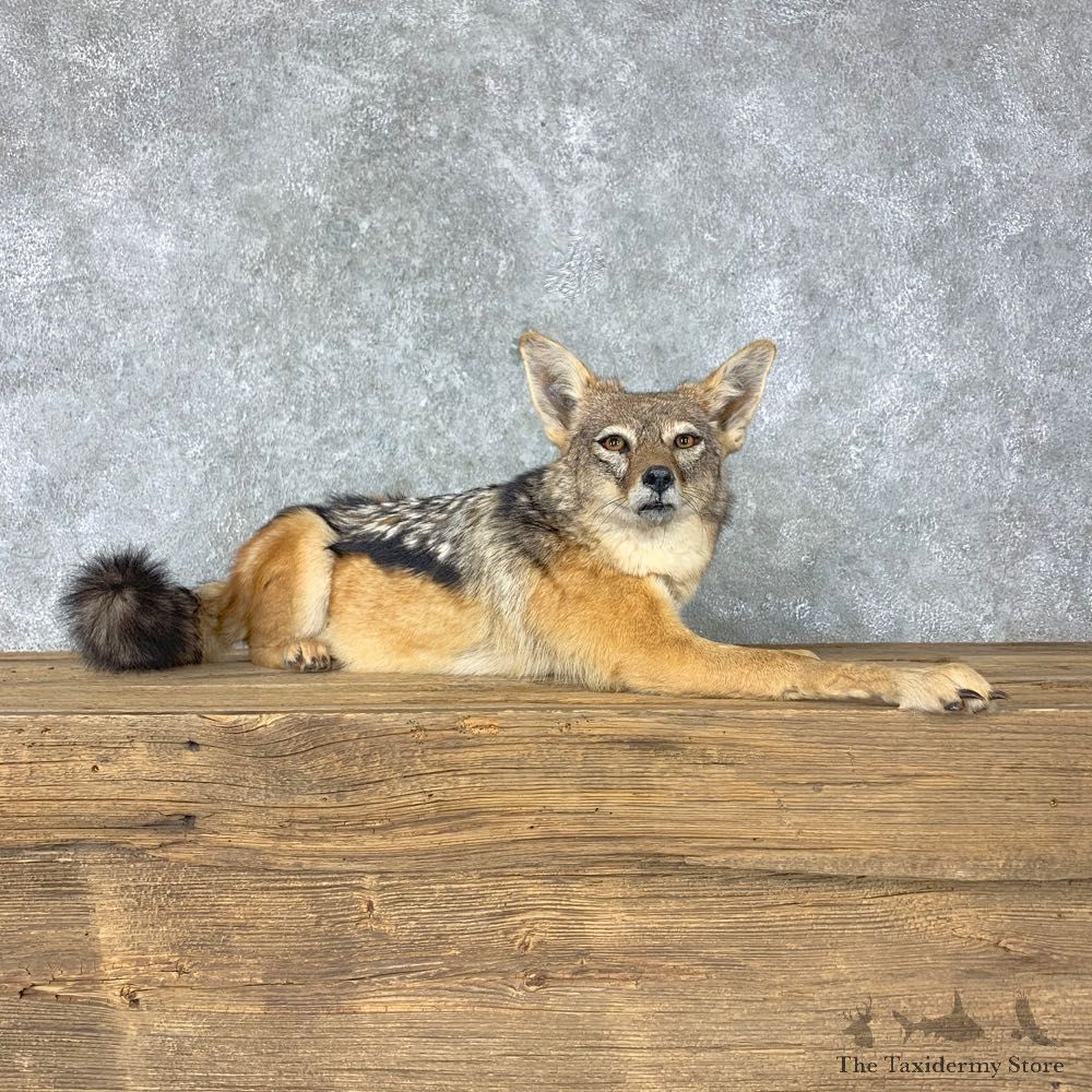 African Black-backed Jackal Life-Size Taxidermy Mount #22773 For Sale @ The Taxidermy Store