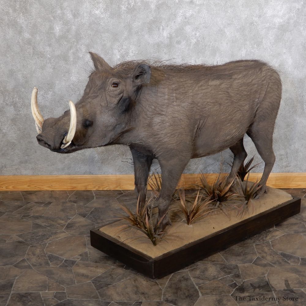 African Warthog Shoulder Mount For Sale #18604 @ The Taxidermy Store
