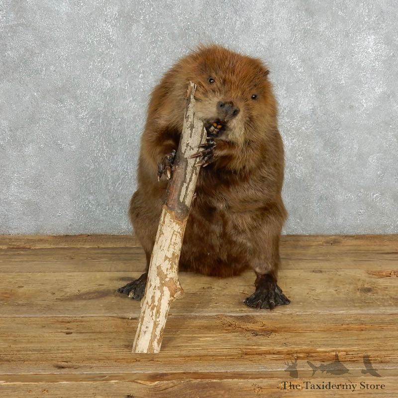 North American Beaver Mount For Sale #18005 @ The Taxidermy Store
