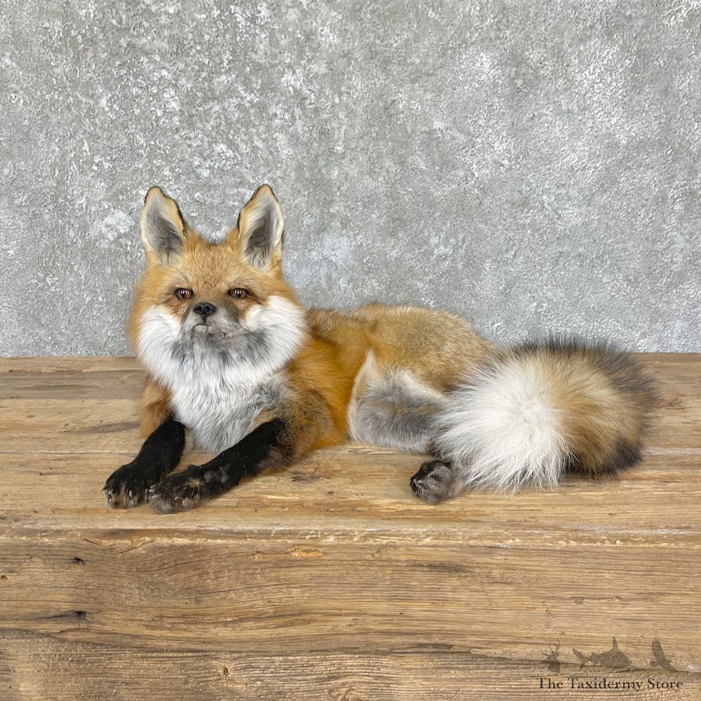 Red Fox Life-Size Mount For Sale #26441 @ The Taxidermy Store