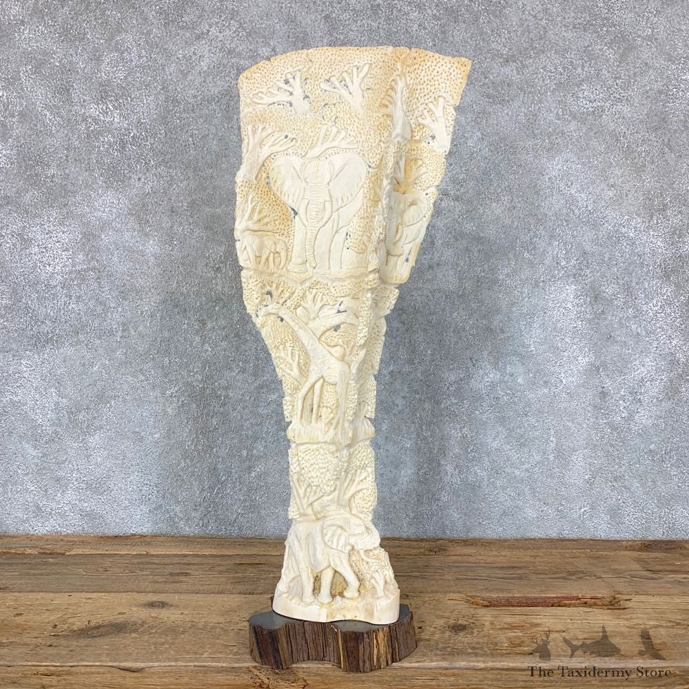 Carved Eland Scapula Safari Decor For Sale #22875 @ The Taxidermy Store