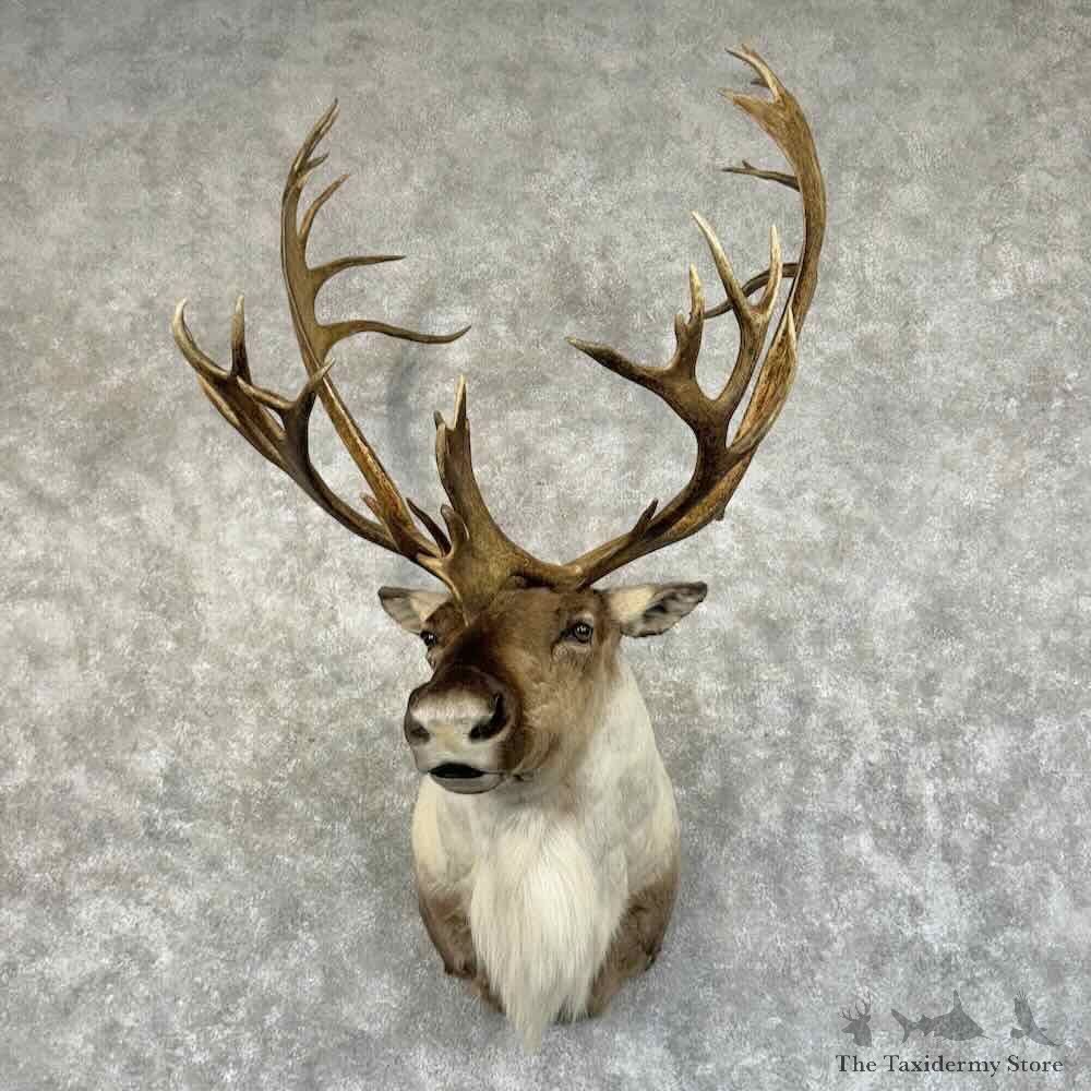 Mountain Caribou Shoulder Mount For Sale #31211 @ The Taxidermy Store