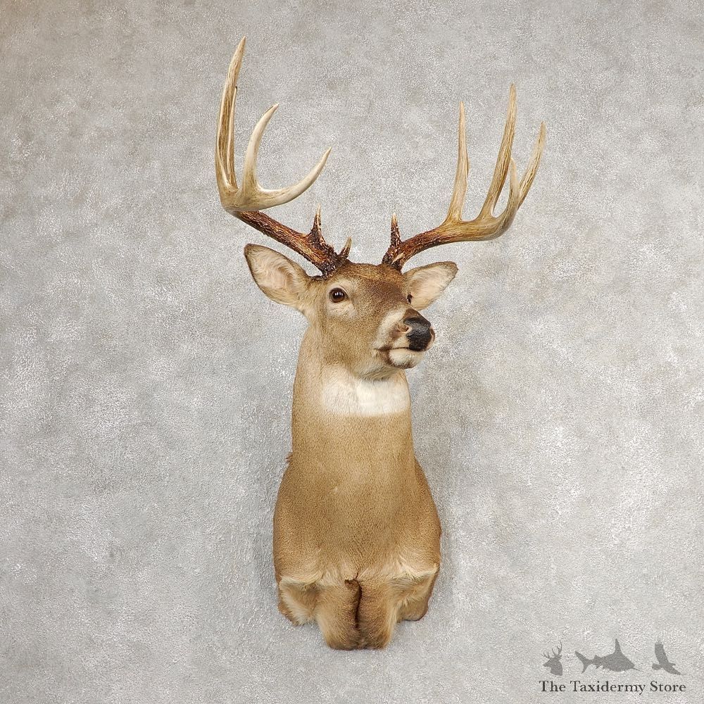 Whitetail Deer Shoulder Mount #21084 For Sale - The Taxidermy Store