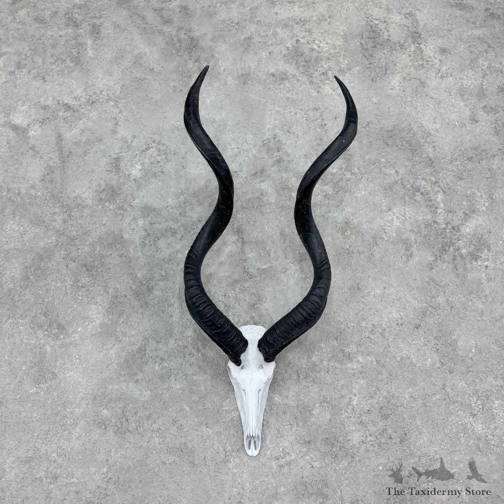 Greater Kudu Skull & Horns European Mount For Sale #32399 @ The Taxidermy Store