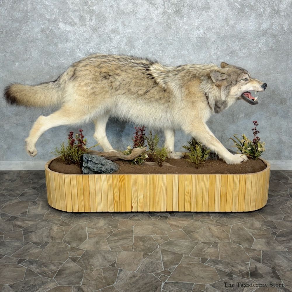 Alaskan Grey Wolf Life-Size Mount For Sale #29355 @ The Taxidermy Store