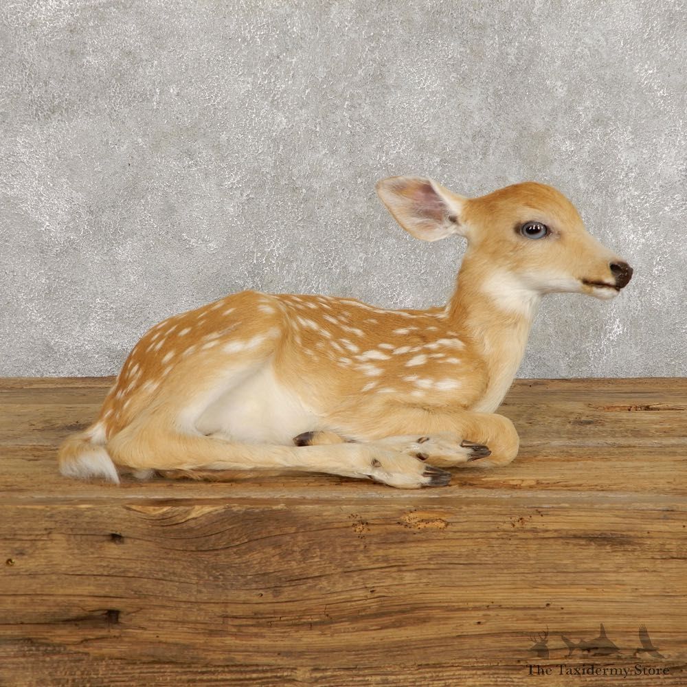Whitetail Deer Fawn Life-Size Mount For Sale #18799 - The Taxidermy Store