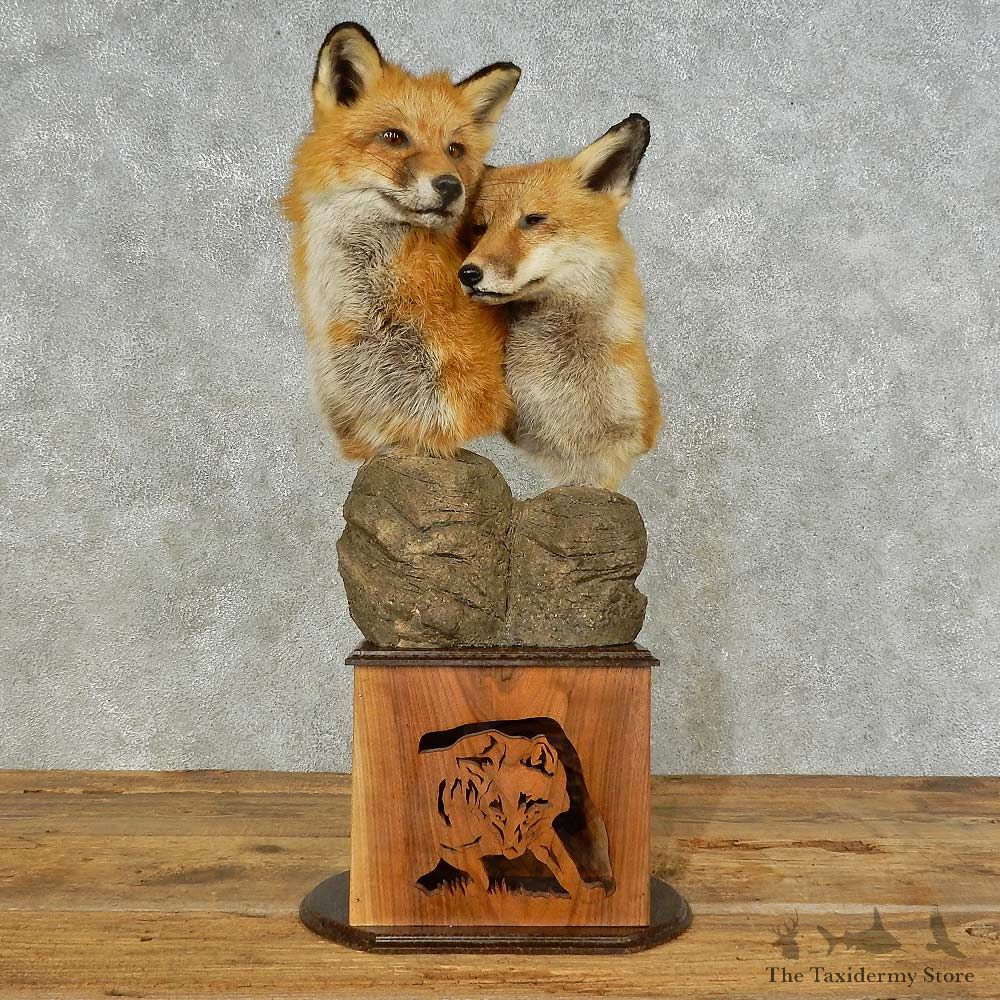 Red Fox Pair Pedestal Mount For Sale #16231 @ The Taxidermy Store