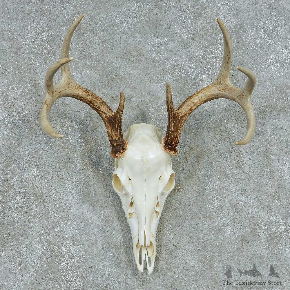 Whitetail Deer Skull & Antler European Mount #13485 For Sale @ The Taxidermy Store