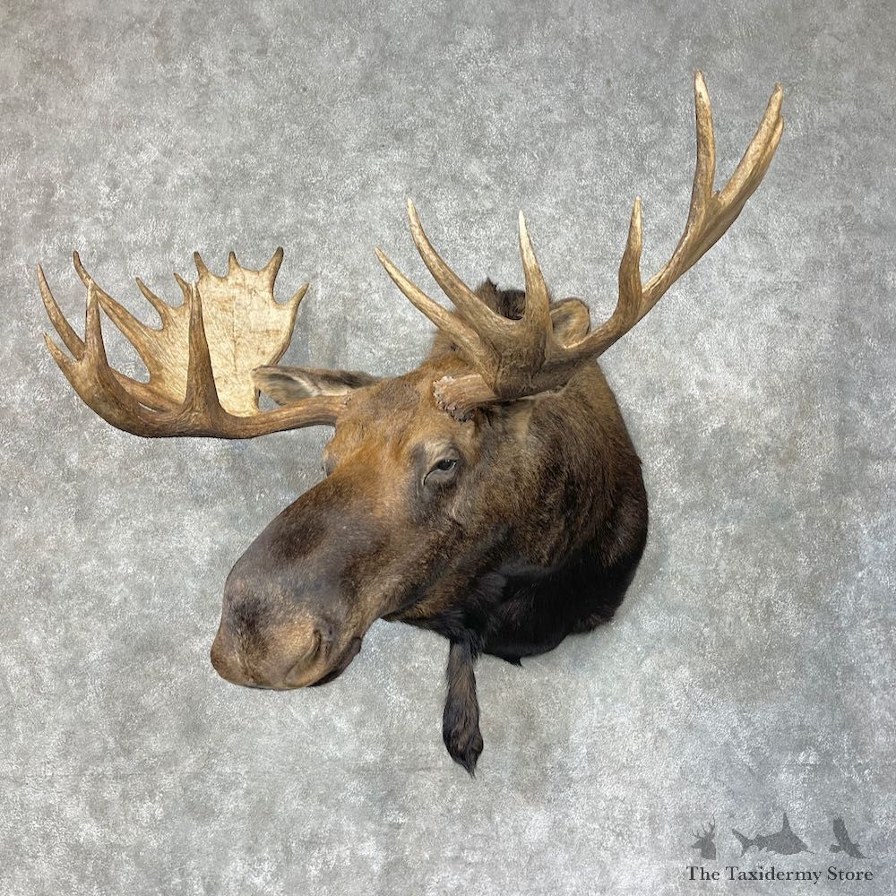 Western Canada Moose Shoulder Mount For Sale #25395 @ The Taxidermy Store