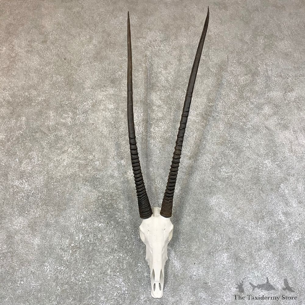 Gemsbok Skull Horns European Mount #23738 For Sale @ The Taxidermy Store