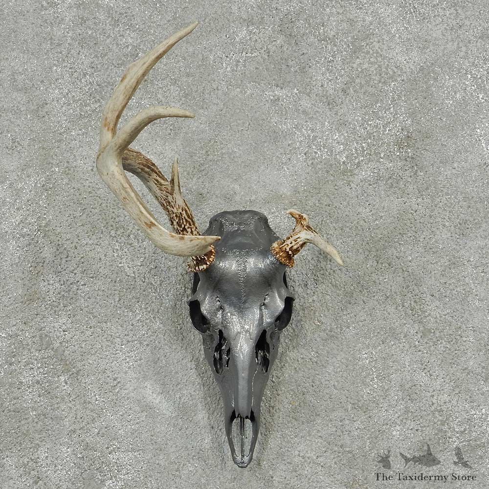 Whitetail Deer Skull & Antler European Taxidermy Mount For Sale