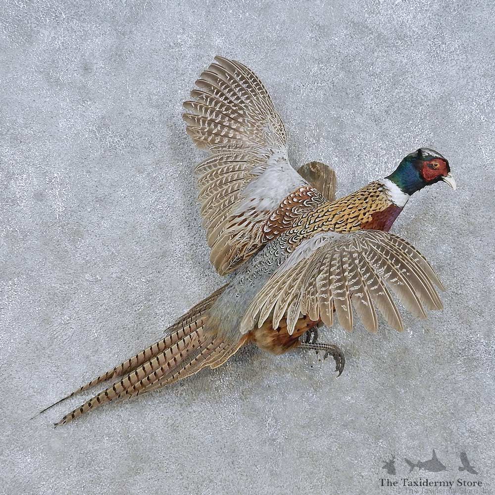Flying Ringneck Pheasant Mount For Sale #15043 @ The Taxidermy Store
