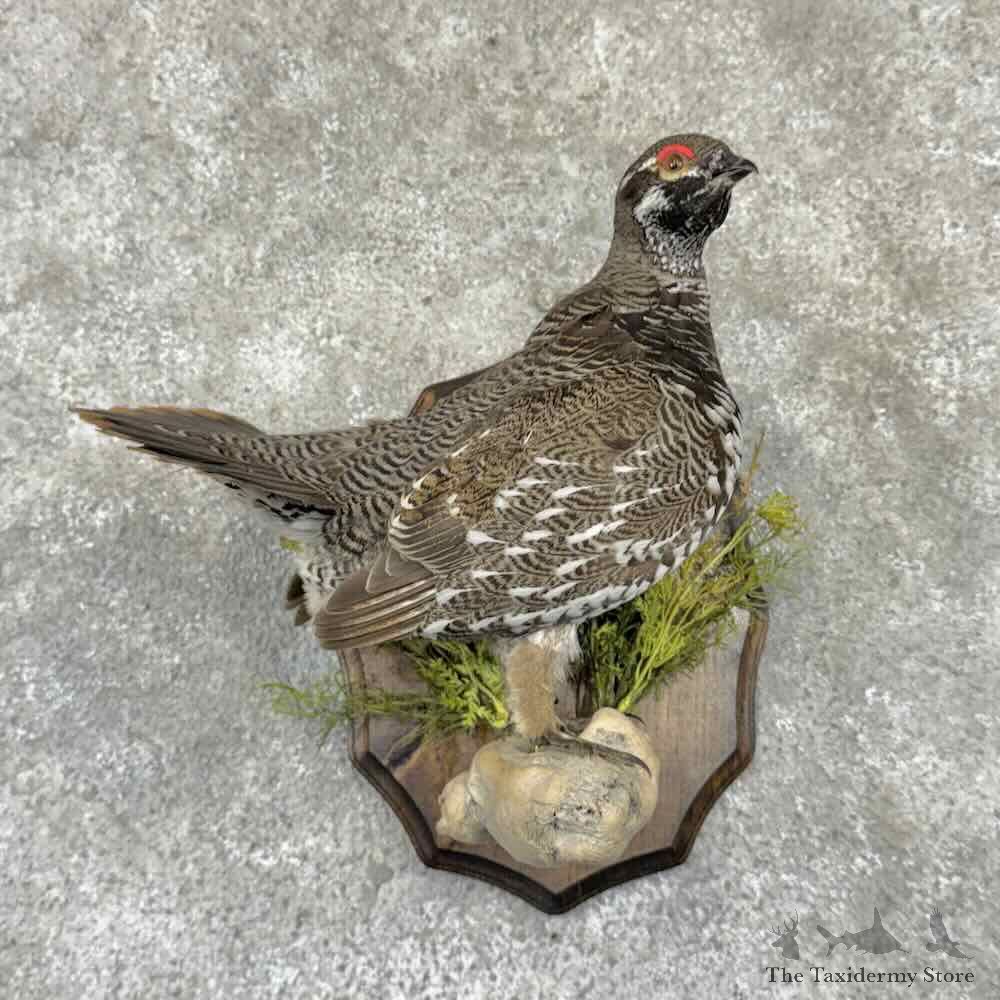 Spruce Grouse Bird Mount For Sale #32297 @ The Taxidermy Store