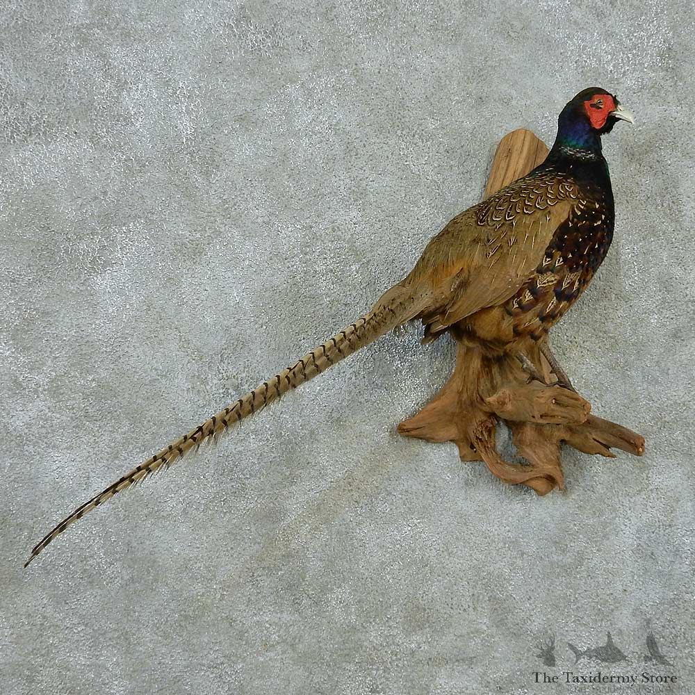 Perched Green Pheasant Life Size Mount #13561 For Sale @ The Taxidermy Store