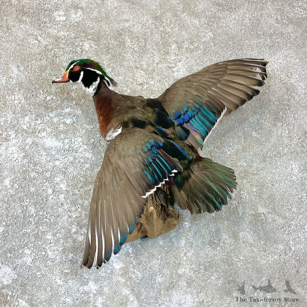 Wood Duck Bird Mount For Sale #26708 @ The Taxidermy Store