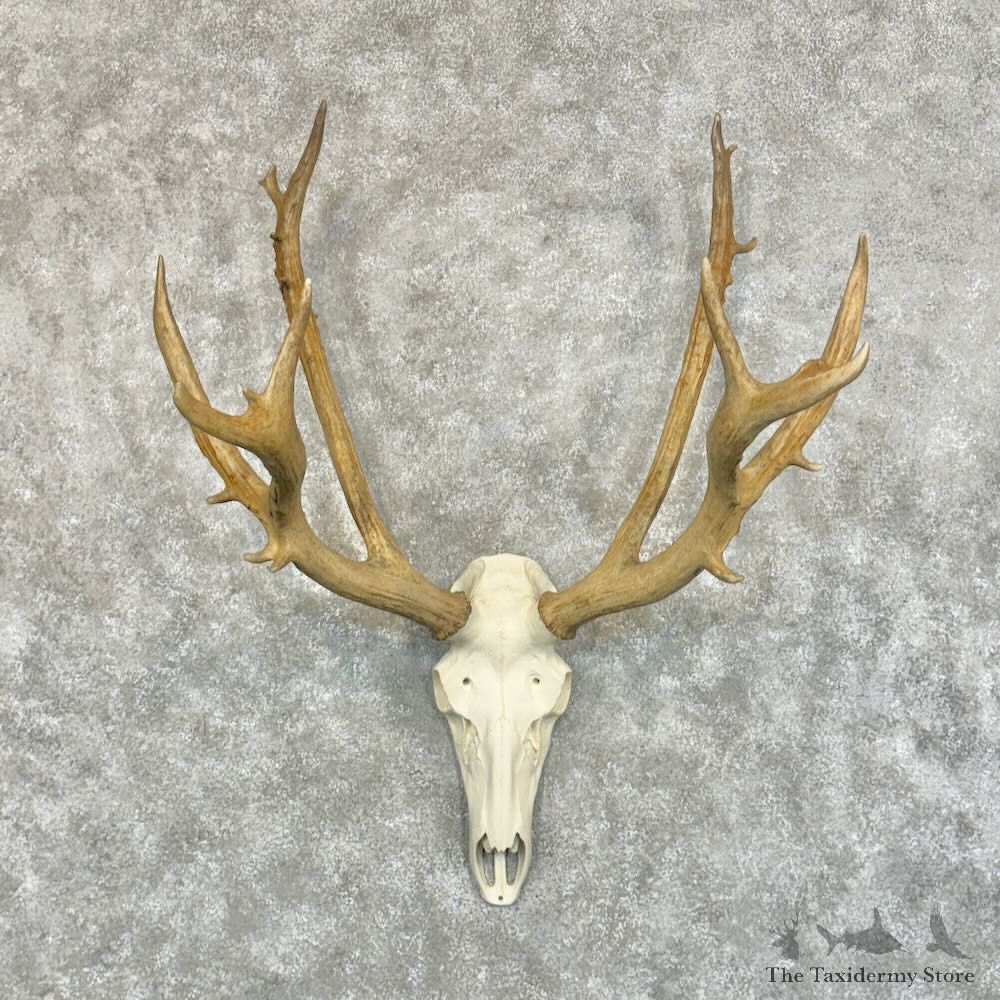 Pere David’s Deer Skull European Mount For Sale #29071 @ The Taxidermy Store