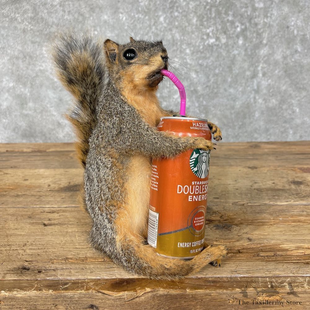Novelty Squirrel Life-Size Mount For Sale #25228 @ The Taxidermy Store