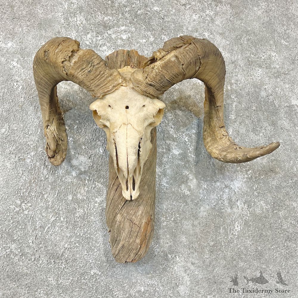 Corsican Ram Skull European Mount For Sale #26758 @ The Taxidermy Store