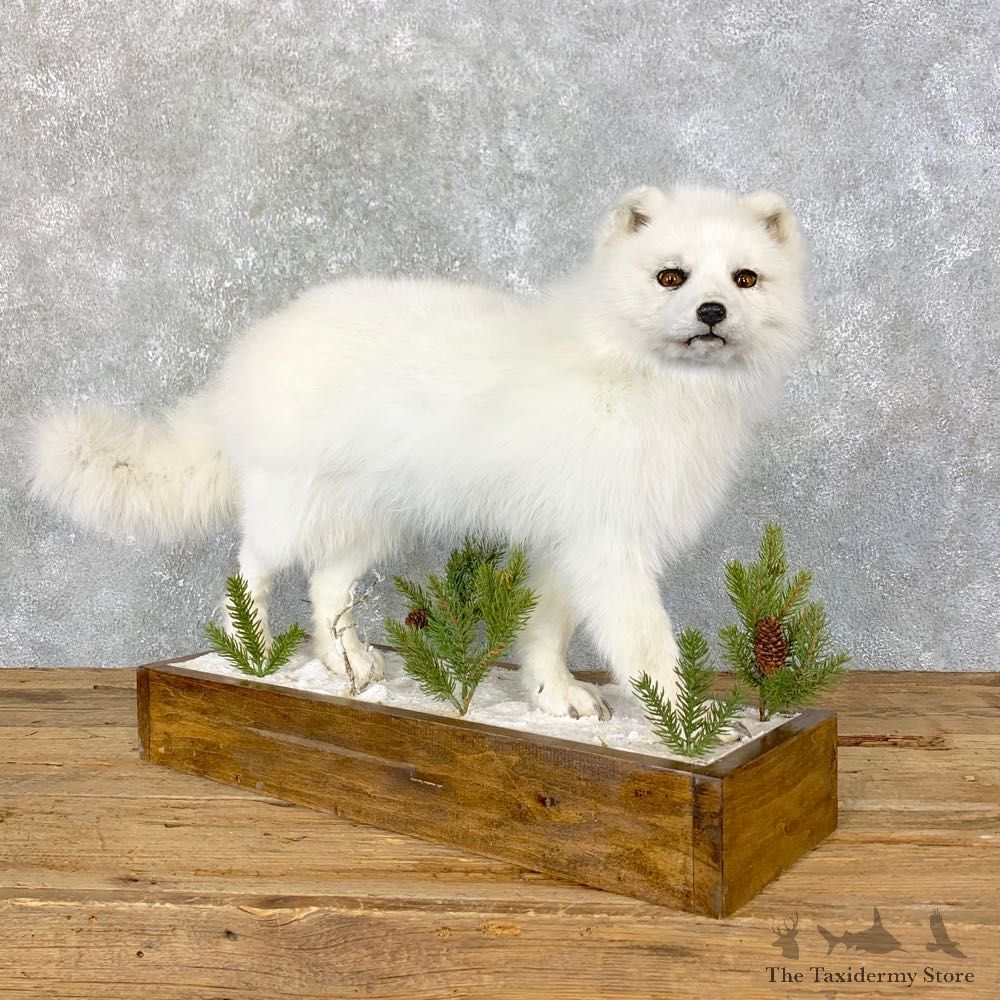Arctic Fox Taxidermy Life-Size Mount For Sale #23974 @ The Taxidermy Store