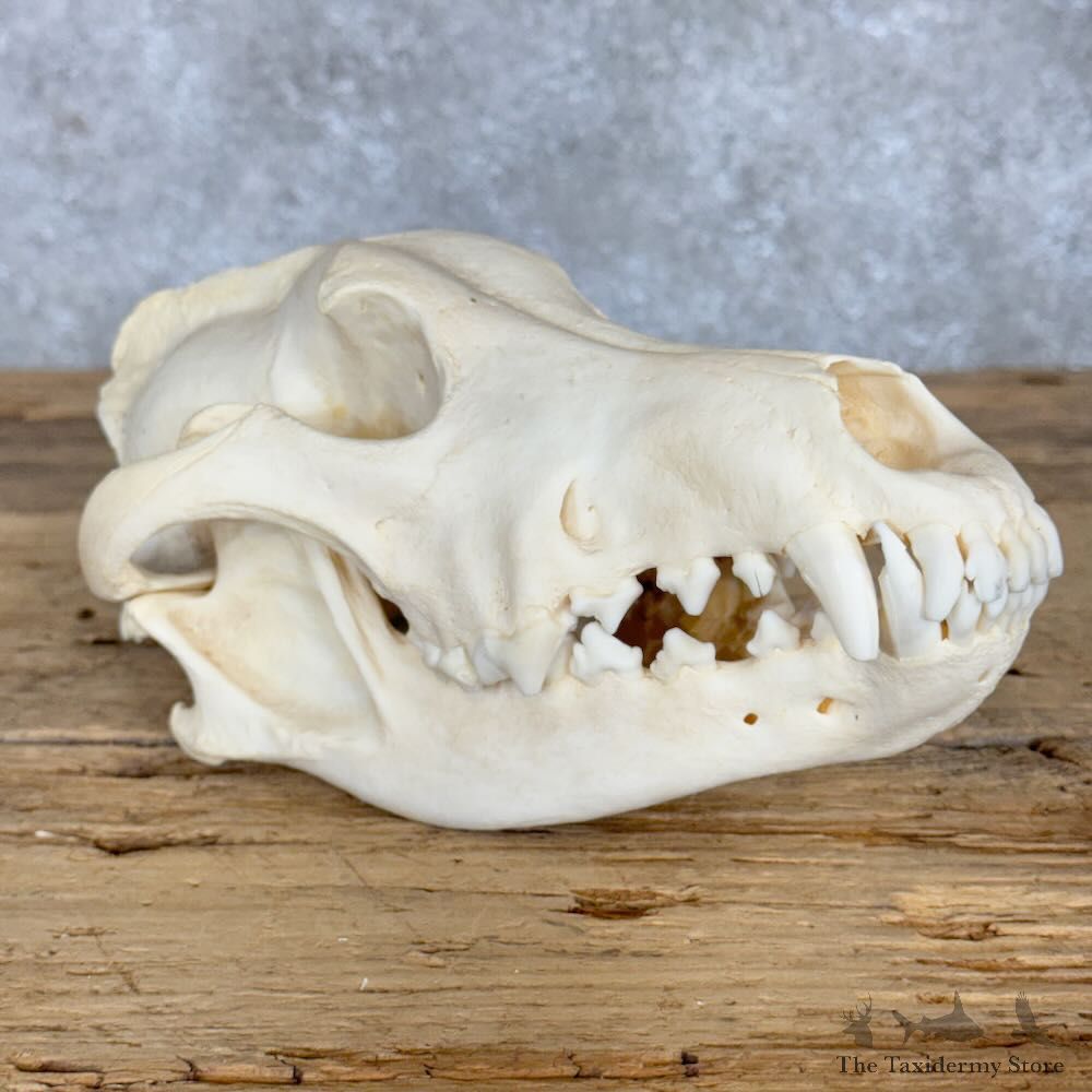 Alaskan Gray Wolf Full Skull For Sale #28939 @ The Taxidermy Store