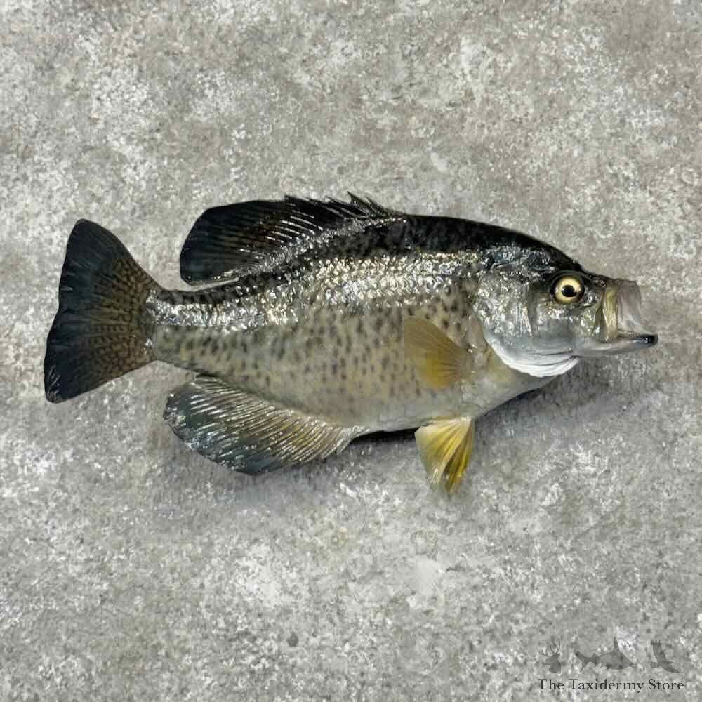 Black Crappie Fish Mount For Sale #32098 @ The Taxidermy Store
