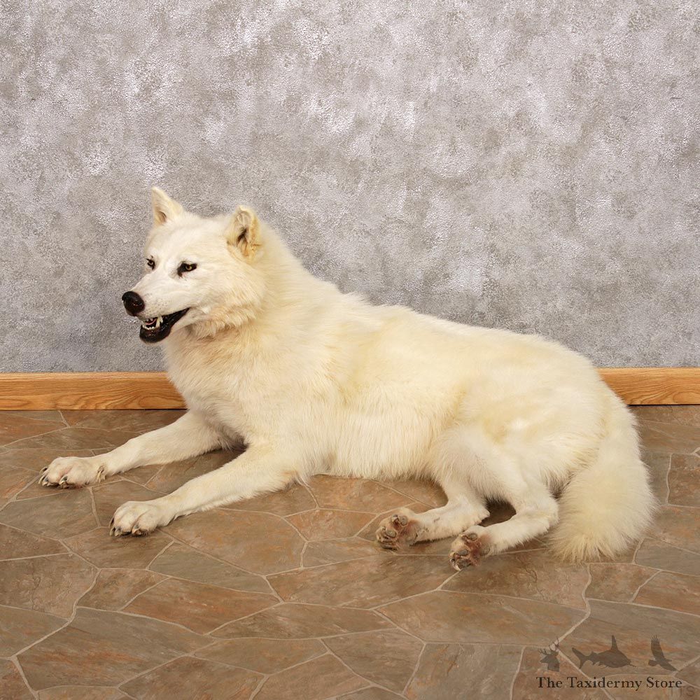 White Wolf Taxidermy Mount #12319 For Sale @ The Taxidermy Store