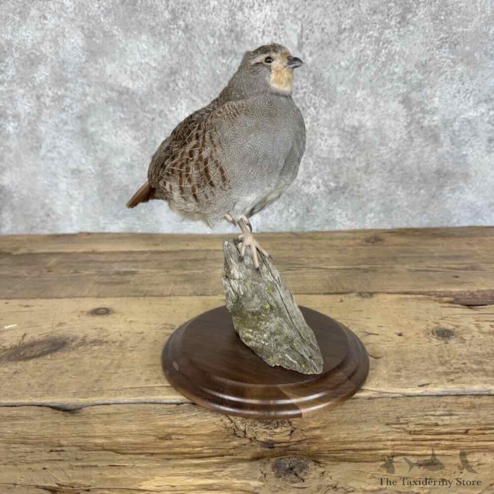 Hungarian Partridge Bird Mount For Sale #31983 @ The Taxidermy Store