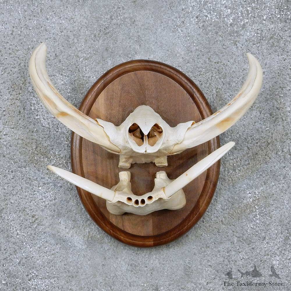 African Warthog Tusk Plaque For Sale For Sale #14000 @ The Taxidermy Store