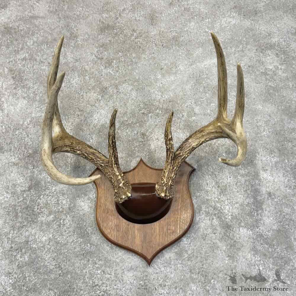 Whitetail Deer Antler Plaque Mount For Sale #30342 @ The Taxidermy Store