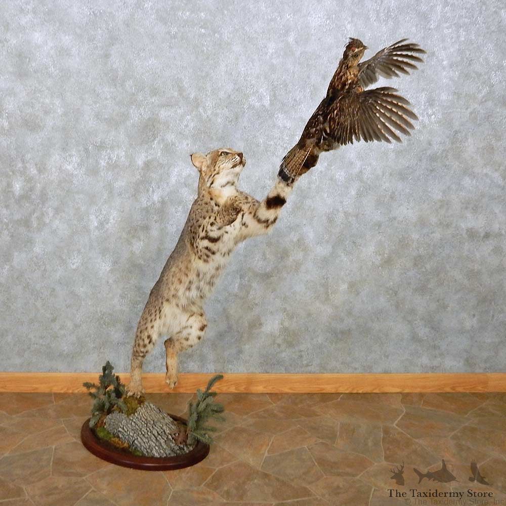 Bobcat w/ Grouse Taxidermy Mount For Sale #14392 @ The Taxidermy Store