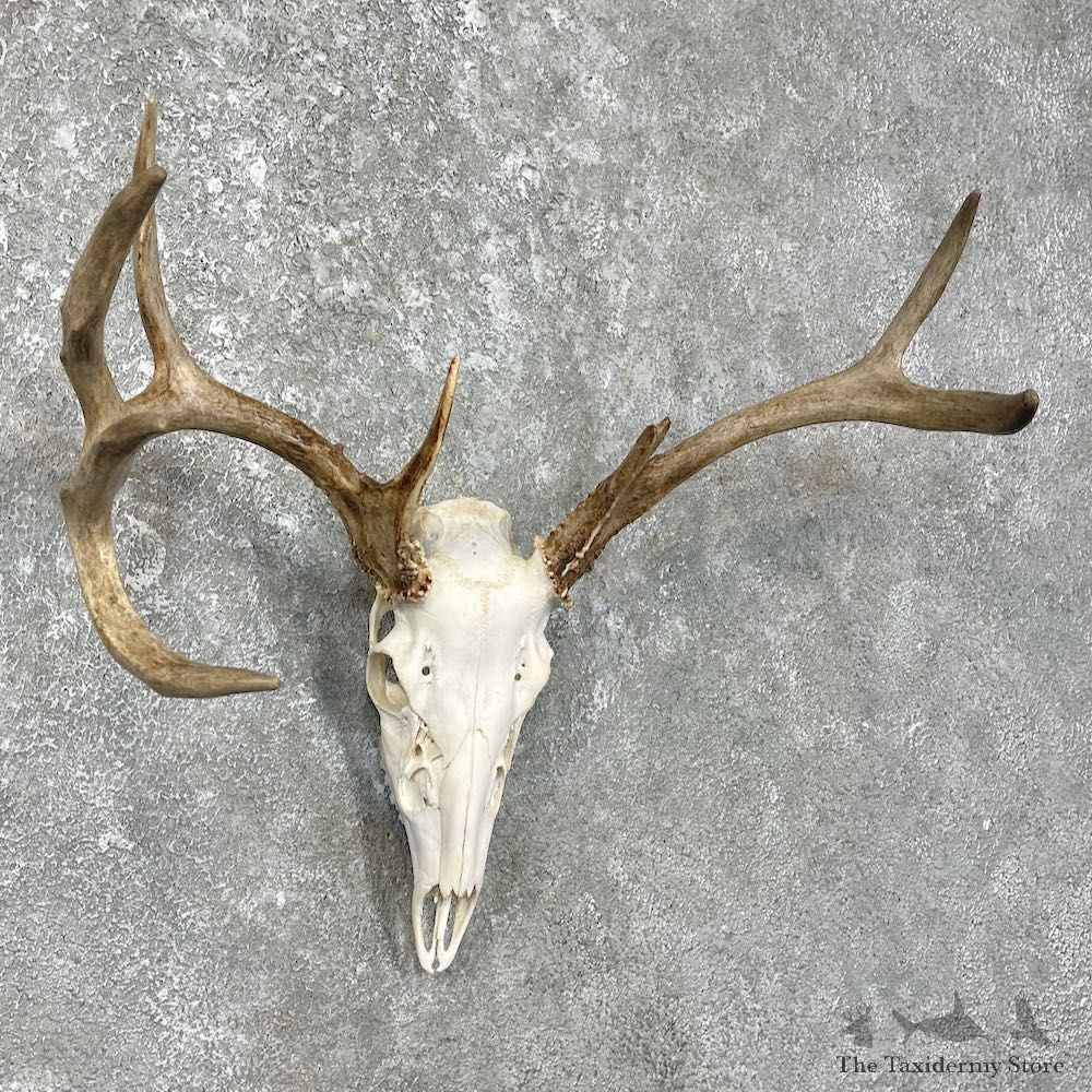 Whitetail Deer Skull European Mount For Sale #25609 @ The Taxidermy Store