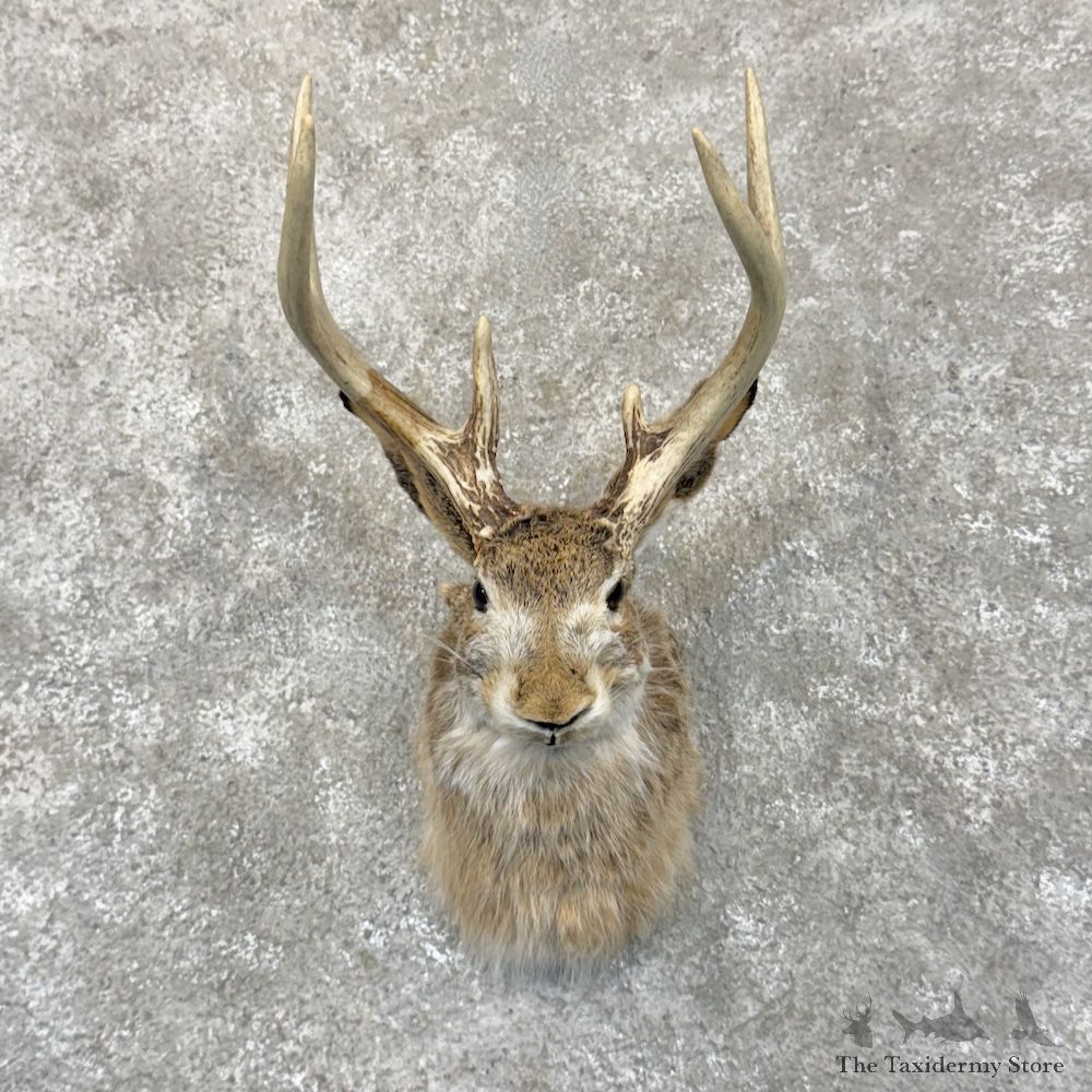 Jackalope Shoulder Mount For Sale #30135 @ The Taxidermy Store