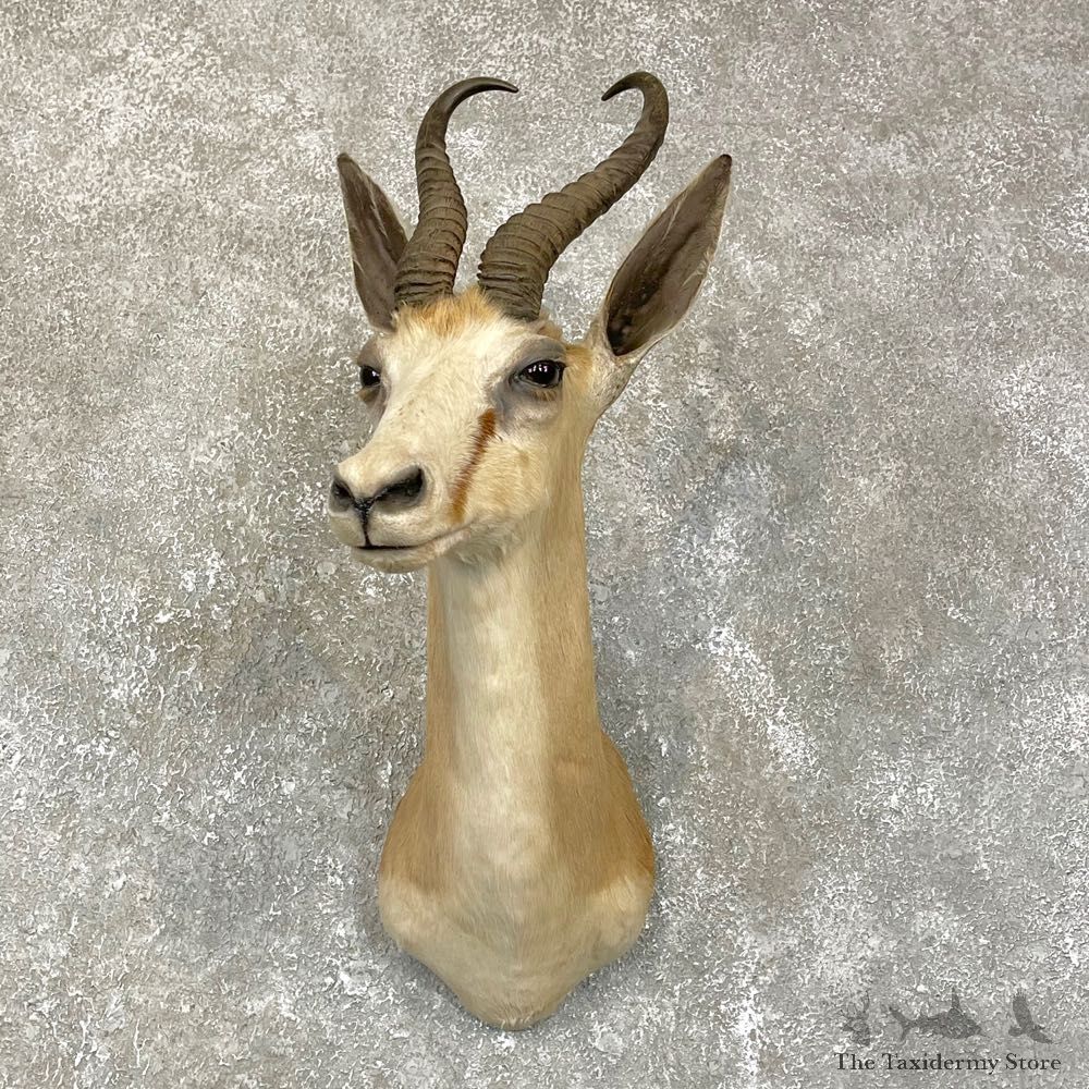 African Springbok Shoulder Mount #24190 For Sale @ The Taxidermy Store