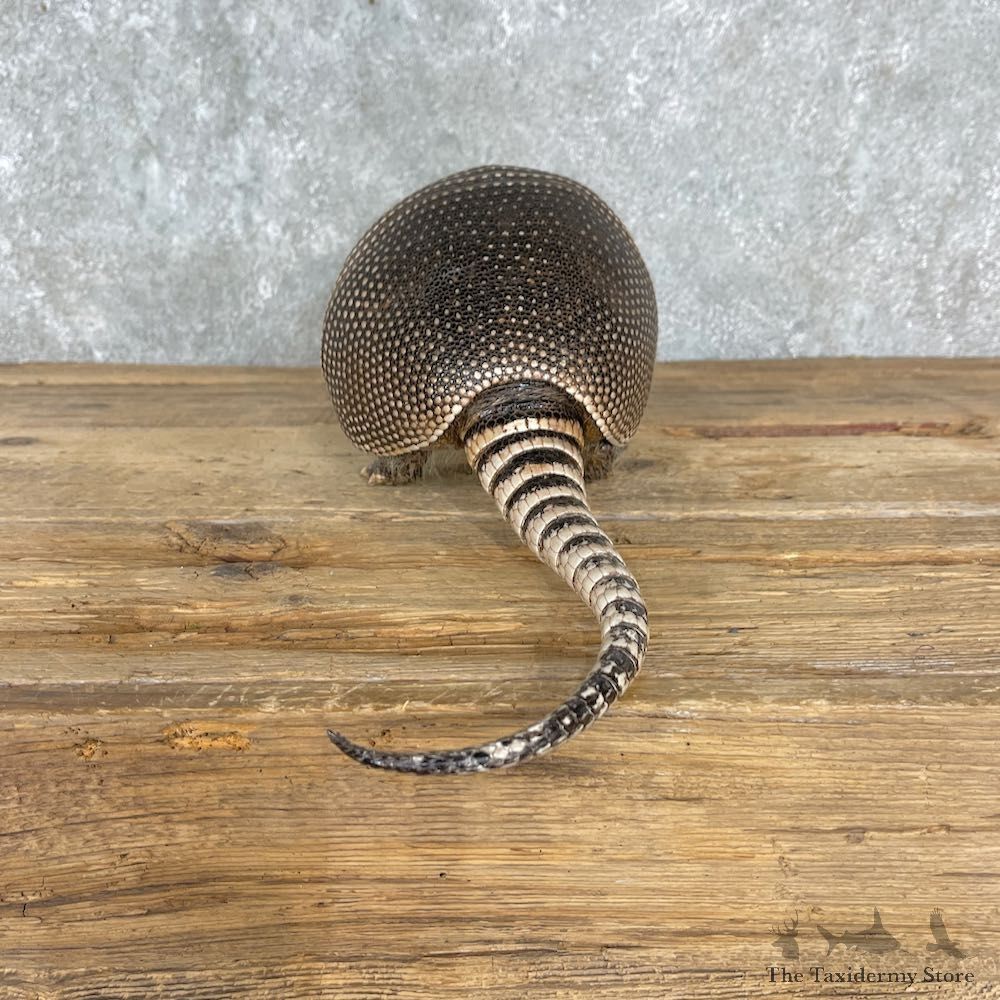Armadillo Life-Size Mount For Sale #25505 @ The Taxidermy Store
