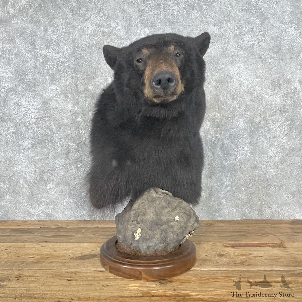Black Bear Pedestal Mount For Sale #26786 @ The Taxidermy Store
