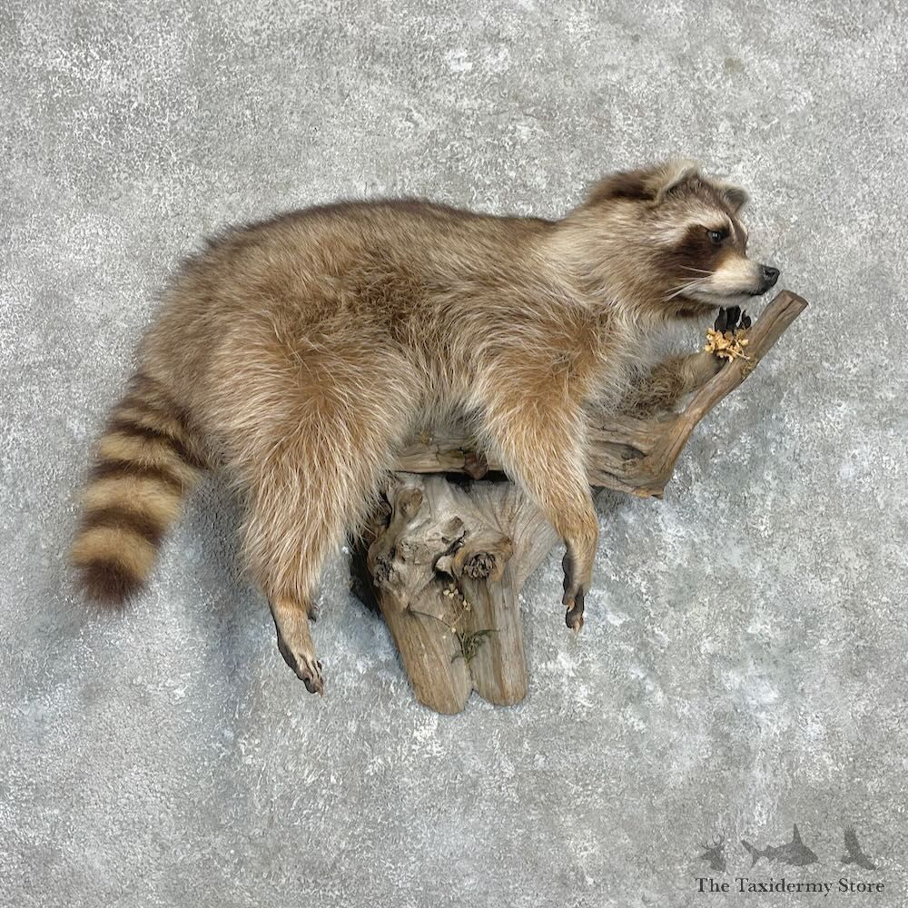 Wall-Hanging Raccoon Mount For Sale #27342 @ The Taxidermy Store
