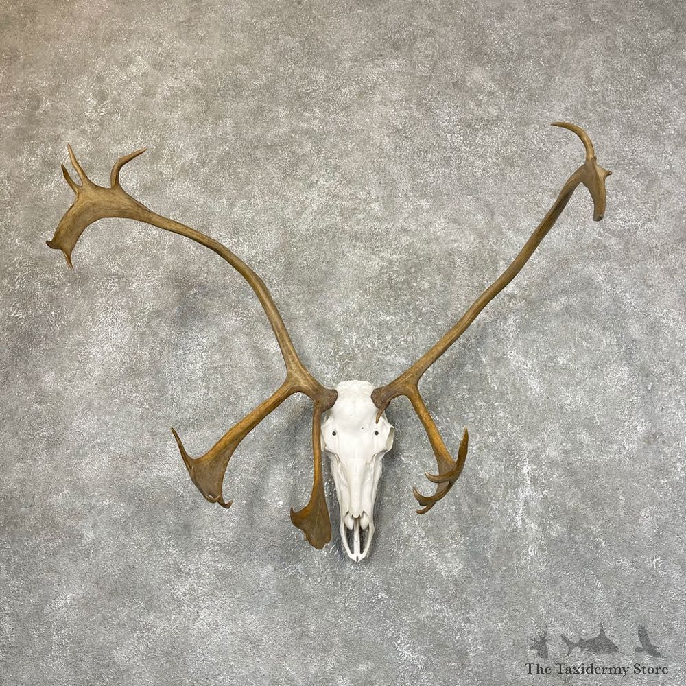 Caribou Skull & Horn European Mount For Sale #24537 @ The Taxidermy Store