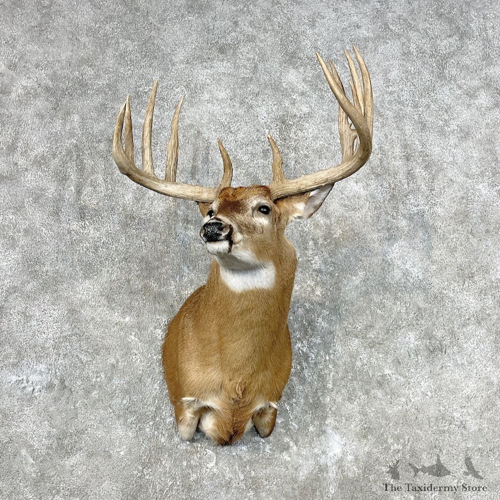 Whitetail Deer Shoulder Mount For Sale #26799 @ The Taxidermy Store