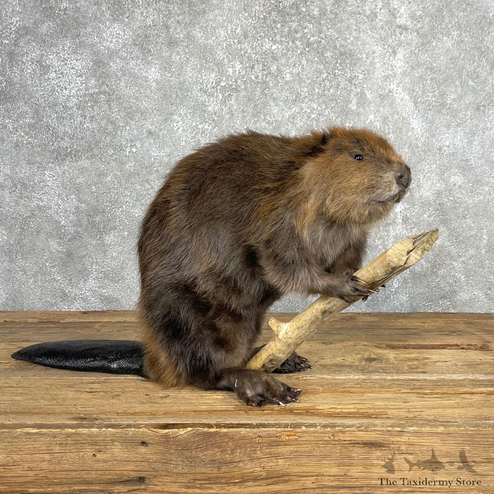 North American Beaver Mount For Sale #24068 @ The Taxidermy Store