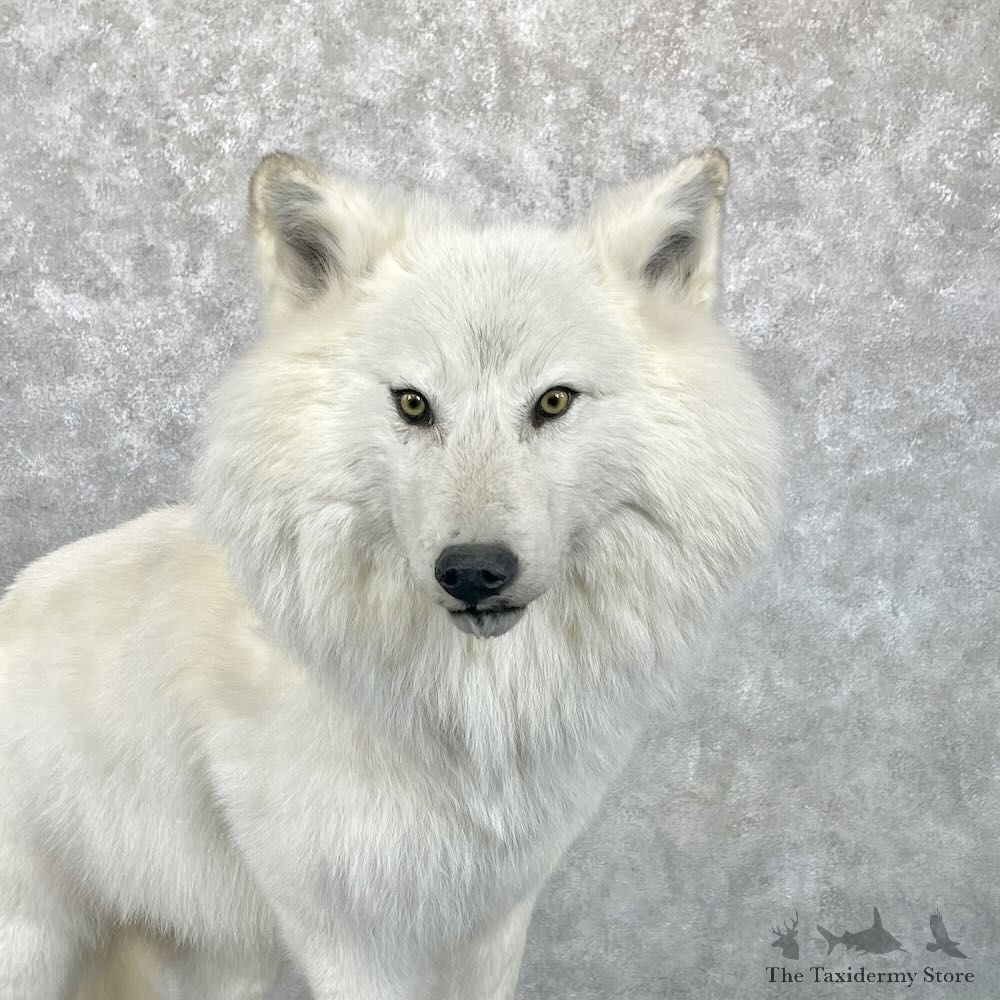 White Alaskan Wolf Mount For Sale #28091 @ The Taxidermy Store