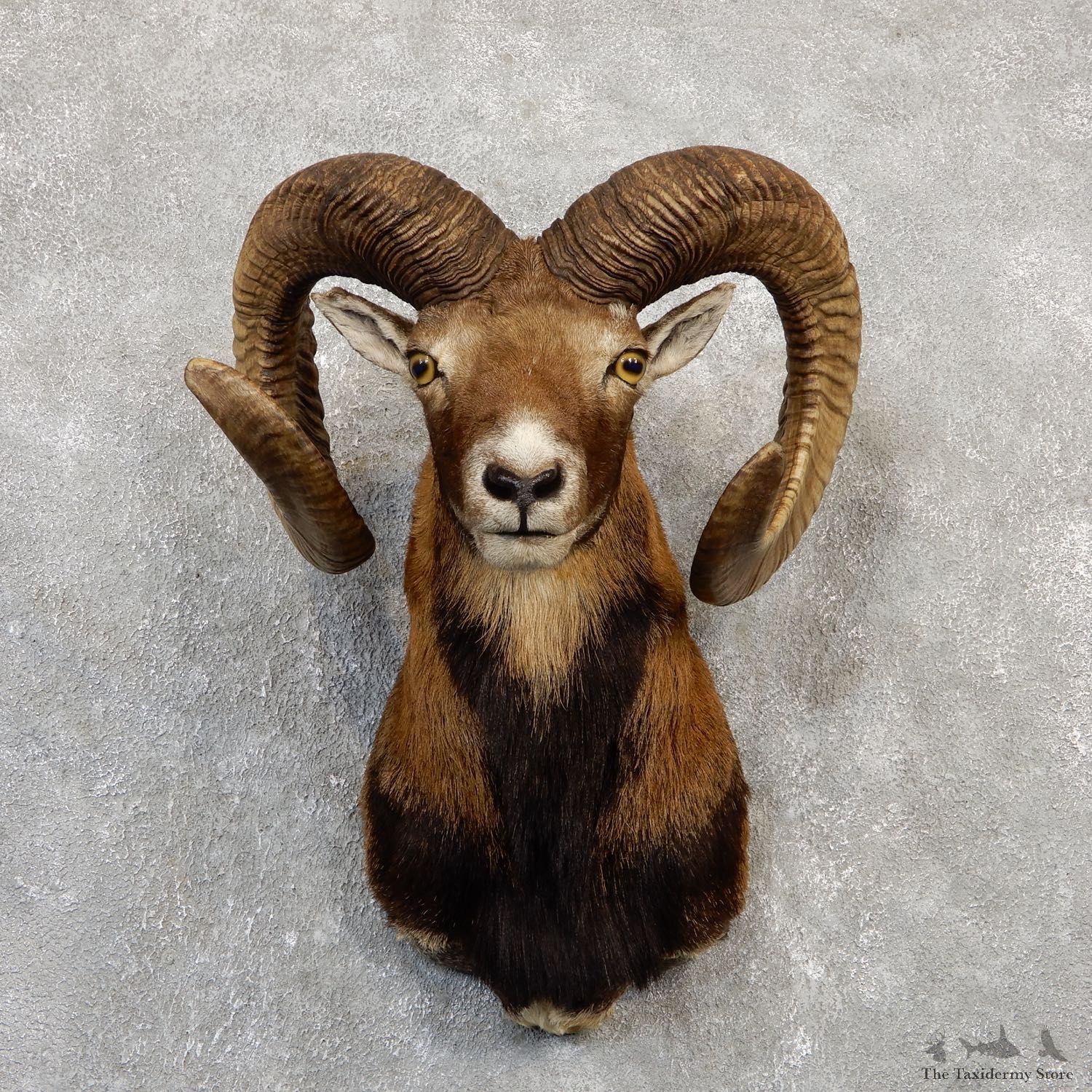 Corsican Ram Shoulder Mount For Sale #19993 @ The Taxidermy Store