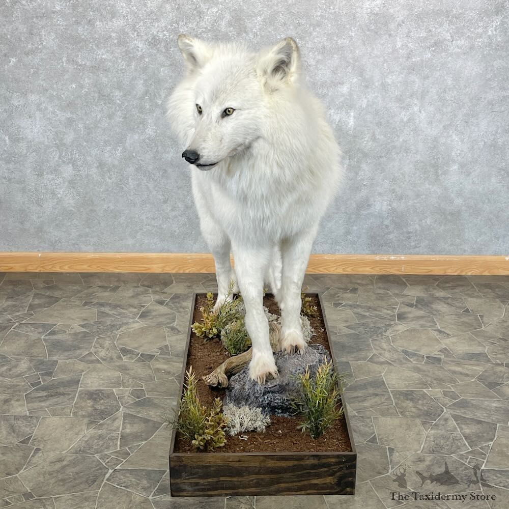 White Alaskan Wolf Mount For Sale #28091 @ The Taxidermy Store