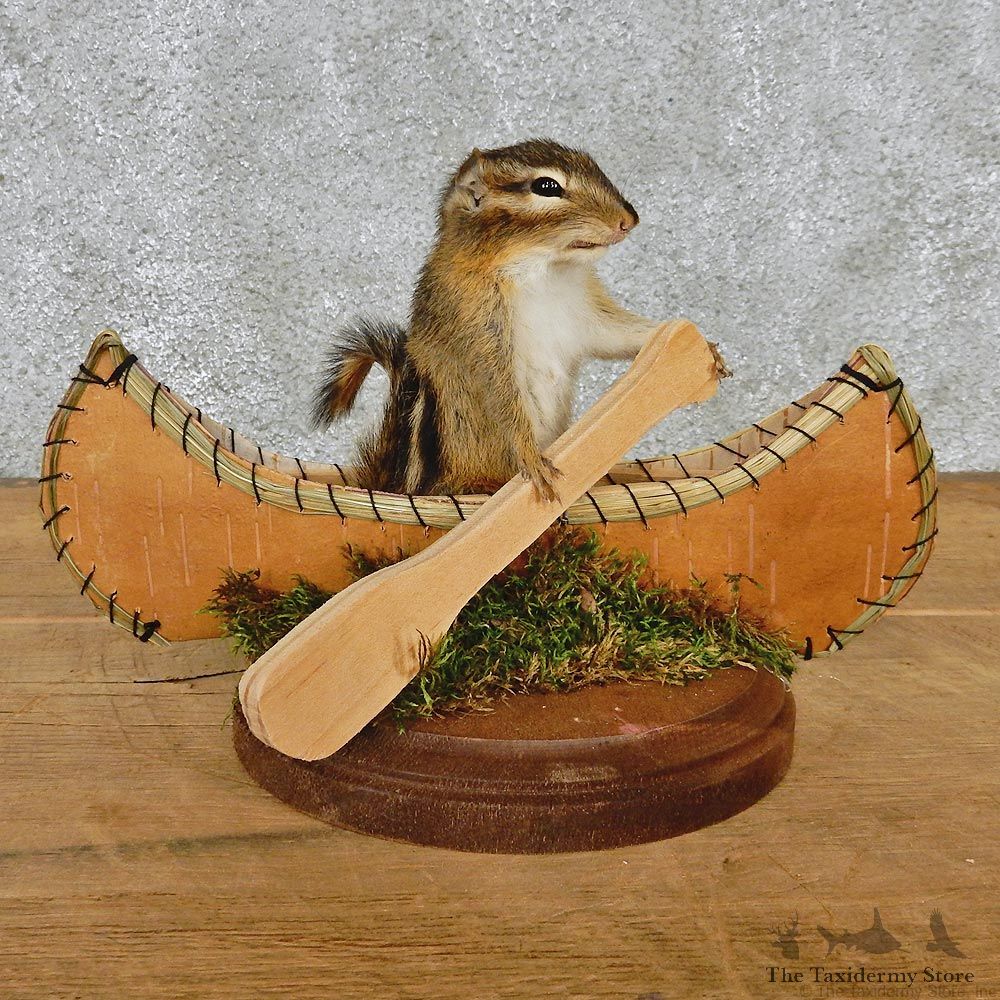 Novelty Canoe Chipmunk Taxidermy Mount #12579 For Sale @ The Taxidermy Store