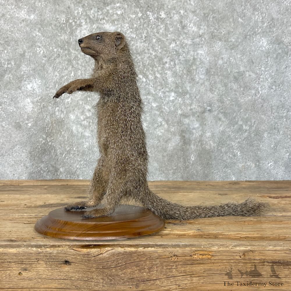 Common Dwarf Mongoose Life-Size Mount For Sale #27761 @ The Taxidermy Store