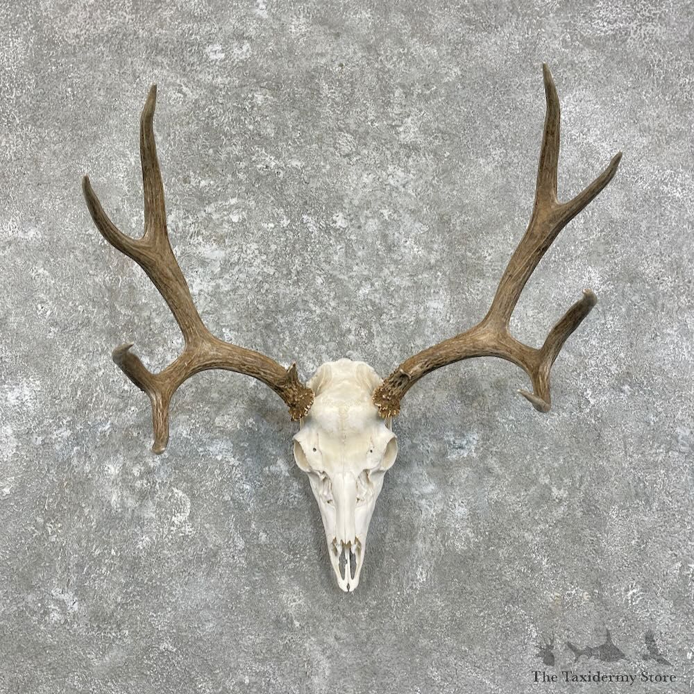 Mule Deer Skull Antler European Mount For Sale #27941 @ The Taxidermy Store