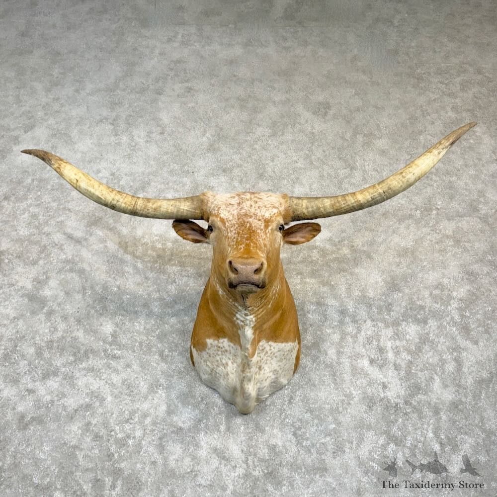 Longhorn Steer Shoulder Mount For Sale #29198 @ The Taxidermy Store