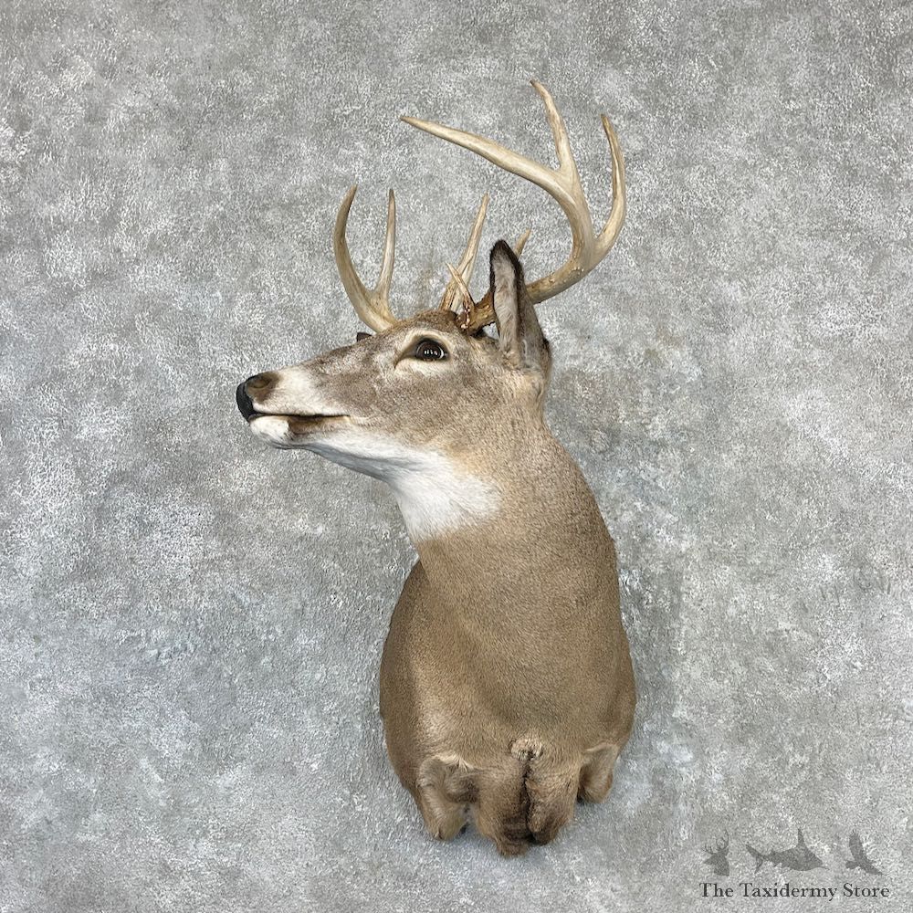 Whitetail Deer Shoulder Mount For Sale #27087 - The Taxidermy Store