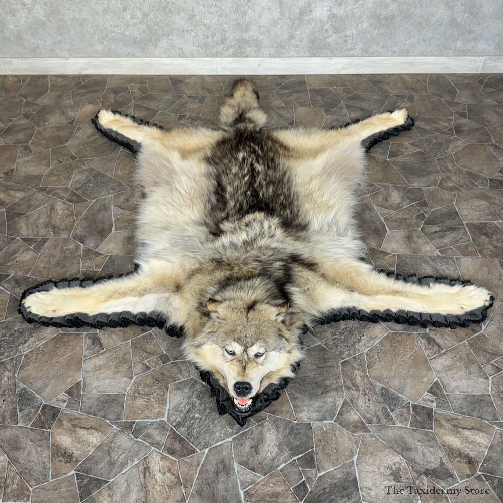 Grey Wolf Full Rug Mount For Sale #29769 @ The Taxidermy Store
