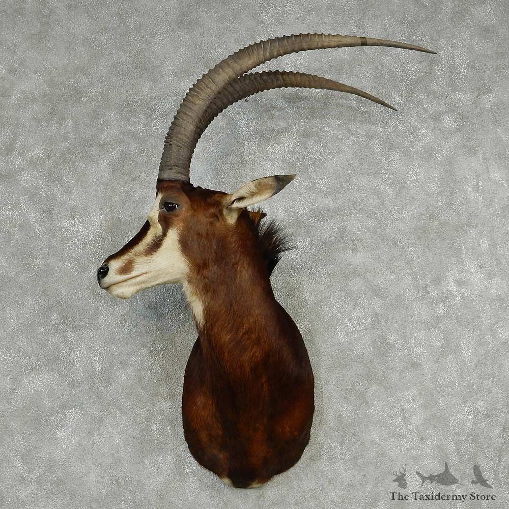 Moose Shoulder Mount #13808 For Sale @ The Taxidermy Store